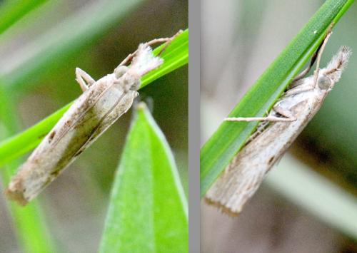 Agriphila geniculea